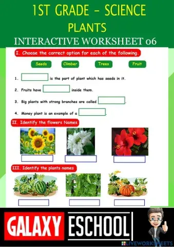 1st-science-ps06-plants-galaxy