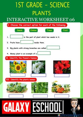 1st-science-ps06-plants-galaxy