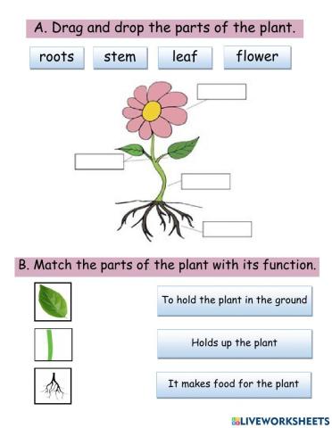 Parts of the plant