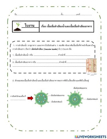 เนื้อเยื่อลำเลียงน้ำและแร่ธาตุกับเนื้อเยื่อลำเลียงอาหาร