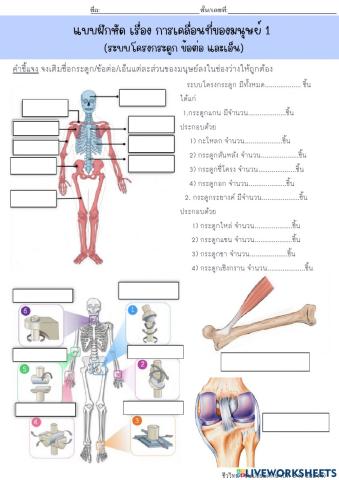 การเคลื่อนที่ของมนุษย์ 1