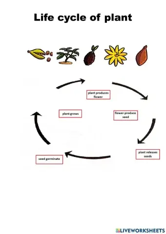 Lifecycle of flowering plant