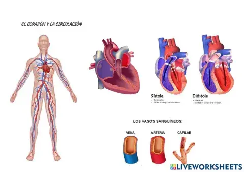 El corazón y la circulación