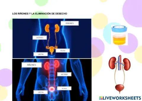 Los riñones y la eliminación de desechos