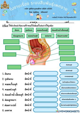 ใบงานระบบสืบพันธุ์เพศชาย