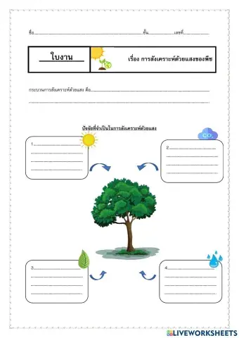 ใบงานที่ 3 การสังเคราะห์ด้วยแสง