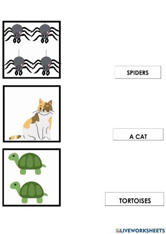 Animals-they are-it is