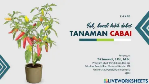 Lkpd siklus hidup cabe