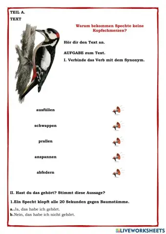 Warum bekommen Spechte keine Kopfschmerzen?