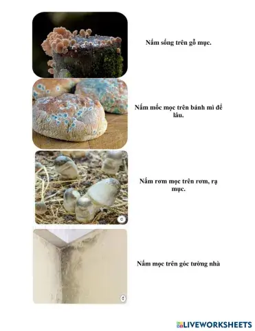 Nấm sống trên gỗ mục.pdf