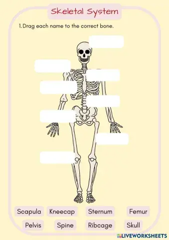 Systems on the Body (6).pdf