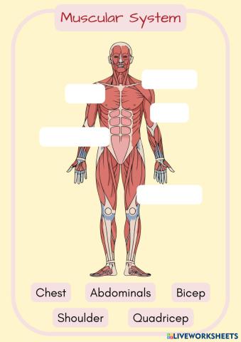Systems on the Body (10).pdf