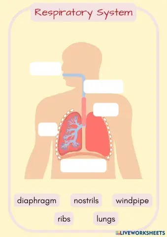 Systems on the Body (11).pdf