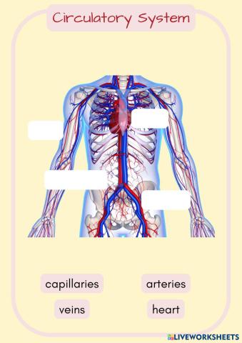 Systems on the Body (13).pdf