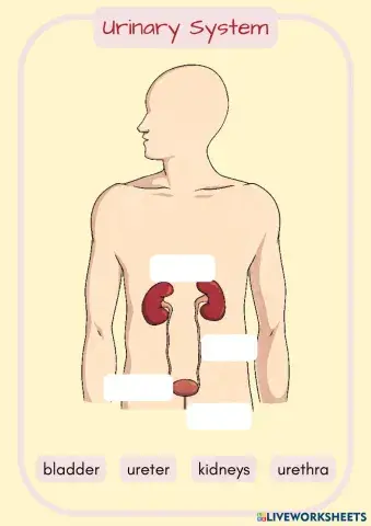 Systems on the Body (15).pdf