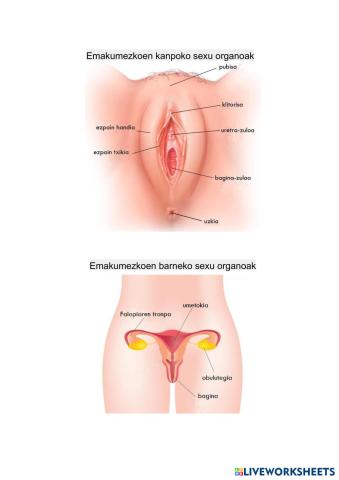 Emakumezkoen_sexu_organoak.pdf