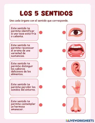Hoja_de_trabajo_Los_5_sentidos_ilustrativo_rosa.pdf