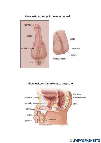 Gizonezkoen_Kanpoko_eta_barruko_sexu_organoak.pdf.pdf