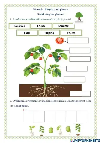 Etapele de dezvoltare ale unei plante.jpg