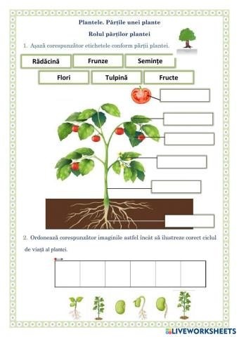 Etapele de dezvoltare ale unei plante.jpg