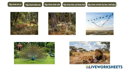 Tập tính di cư.png