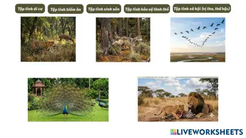 Tập tính di cư.png