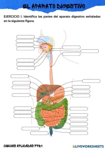 FICHA_1.1_APARATO_DIGESTIVO.pdf