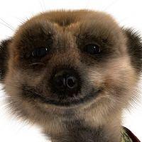 Profile picture for user piperoni