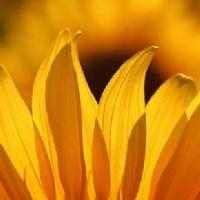 Eliana Alves de Brito