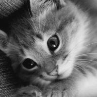 Profile picture for user MS_SAMIAALI