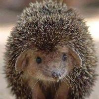 Profile picture for user Villyh