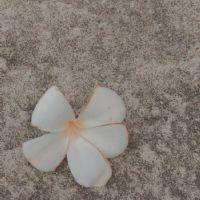 Profile picture for user teachernadeeyya