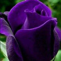 Profile picture for user monashamiya2020