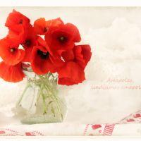 Profile picture for user poppyteacher