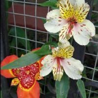 Profile picture for user Marivel