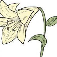 Profile picture for user Liliya554