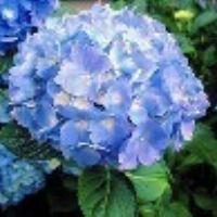 NAZMI IZYAN BINTI AZMI