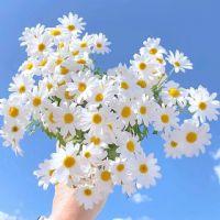 Profile picture for user Amalina26