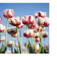 Profile picture for user MS_AMIRA21