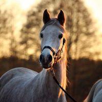 Amaia Vidal Hernandez
