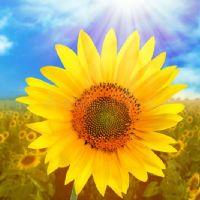 Profile picture for user TanechkaSchool