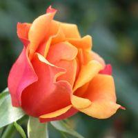 Profile picture for user Trnka