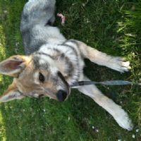 Profile picture for user silvanarusso