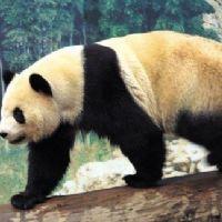 Profile picture for user svilloutab