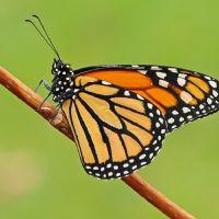 Profile picture for user jarjones