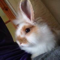 Profile picture for user liviac