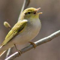 Profile picture for user tsengelmaa