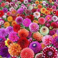 Inma Cócera Montaner