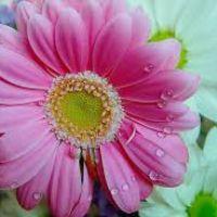 Profile picture for user JULISSE