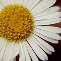 Profile picture for user MARGARO